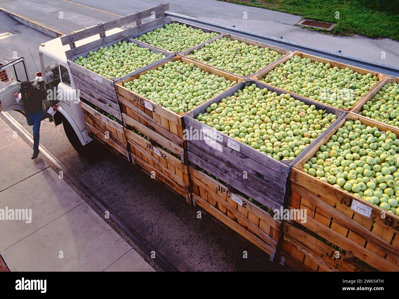 Autista maschio; enormi camion di mele appena raccolte; stabilimento Musselman; Peach Glen; Pennsylvania; Stati Uniti Foto Stock