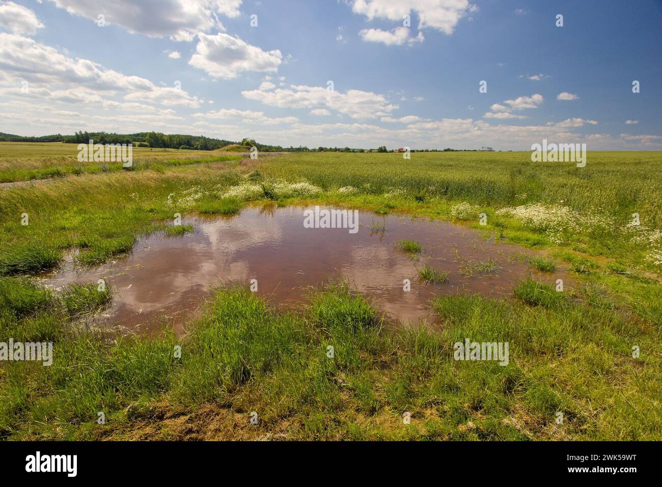 La palude effimera sul campo. Piccolo stagno temporaneo nel paesaggio agricolo. Foto Stock