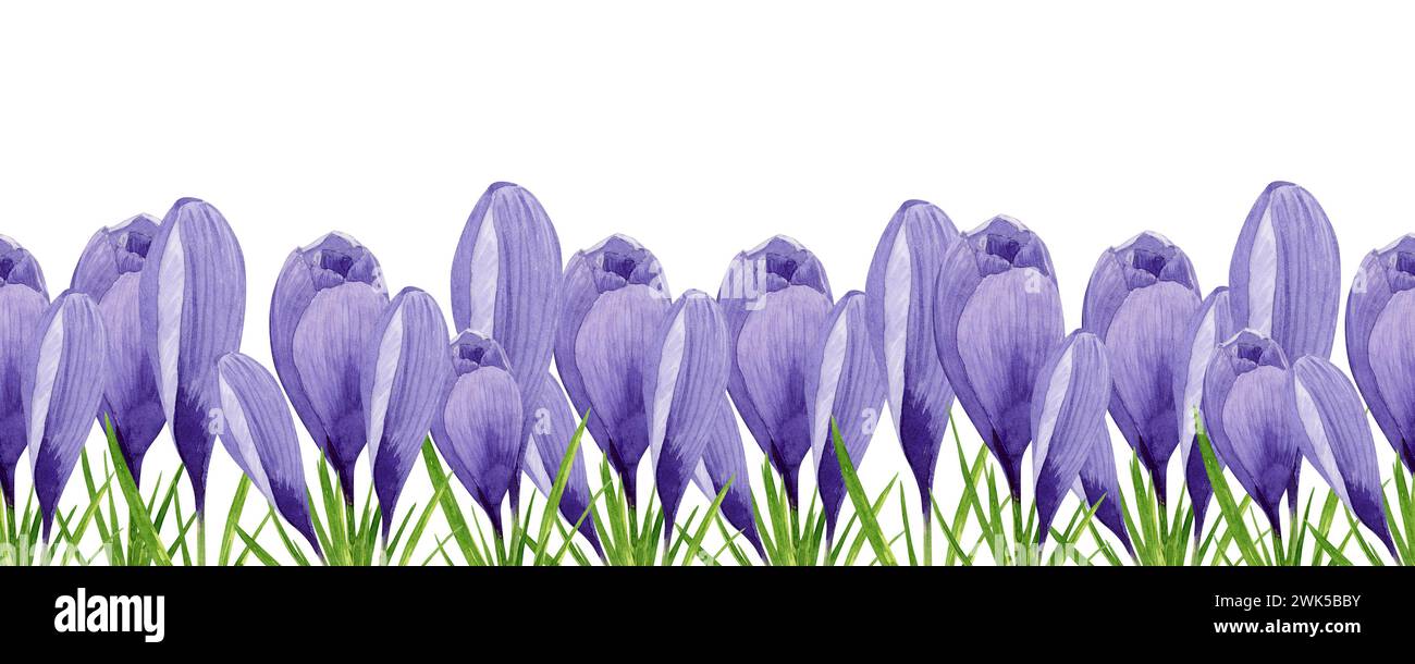 Croci viola fiori primaverili bordo senza cuciture. Illustrazione floreale ad acquerello dipinta a mano. Elemento di design per etichetta, logo, confezione, cartolina Foto Stock