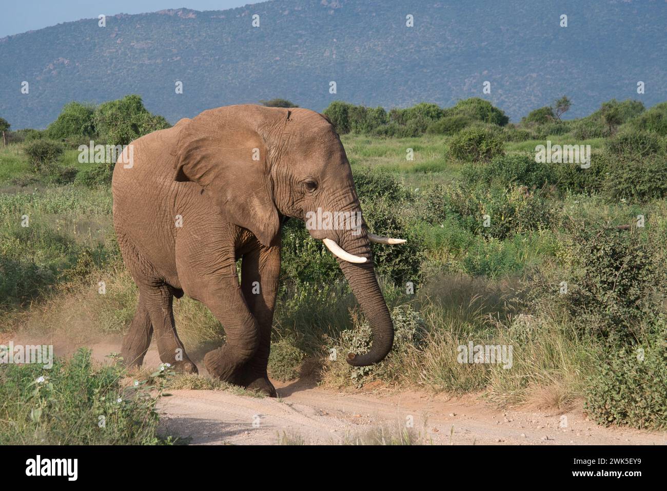 Un giovane elefante africano maschio (Loxodonta africana) che si muove attraverso la riserva nazionale di Samburu normalmente secca a seguito di piogge non stagionali Foto Stock