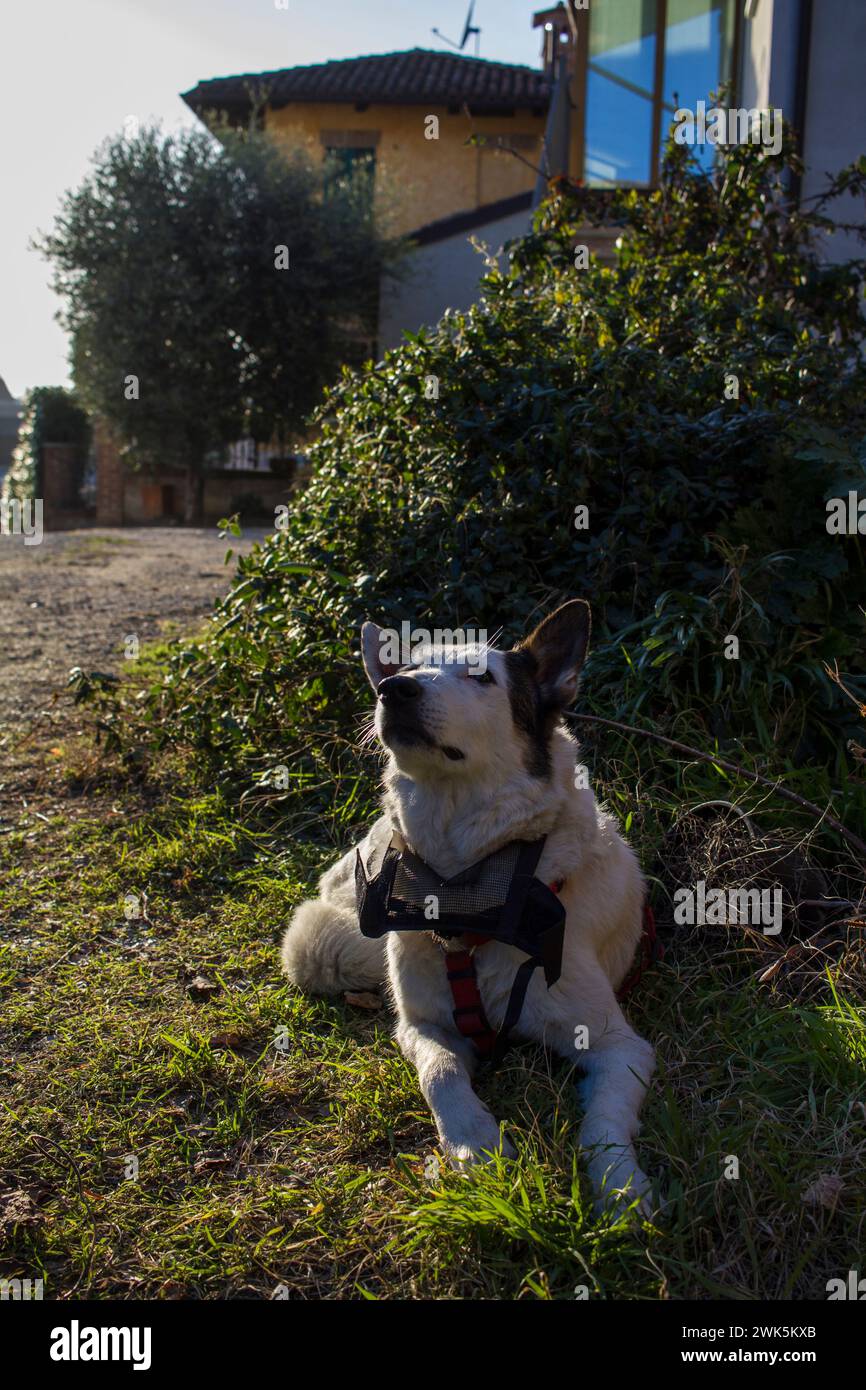 Bellissimo cane all'aperto nella campagna delle Langhe (Verduno, Cuneo, Italia) Foto Stock
