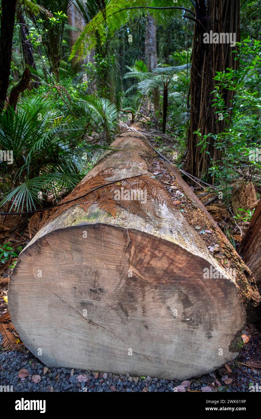 Rimozione di alberi di Kauri lungo un sentiero a piedi a causa di problemi di sicurezza nella foresta pluviale temperata di Trounson Kauri Park, te Tai Tokerau / regione del Northland, Foto Stock