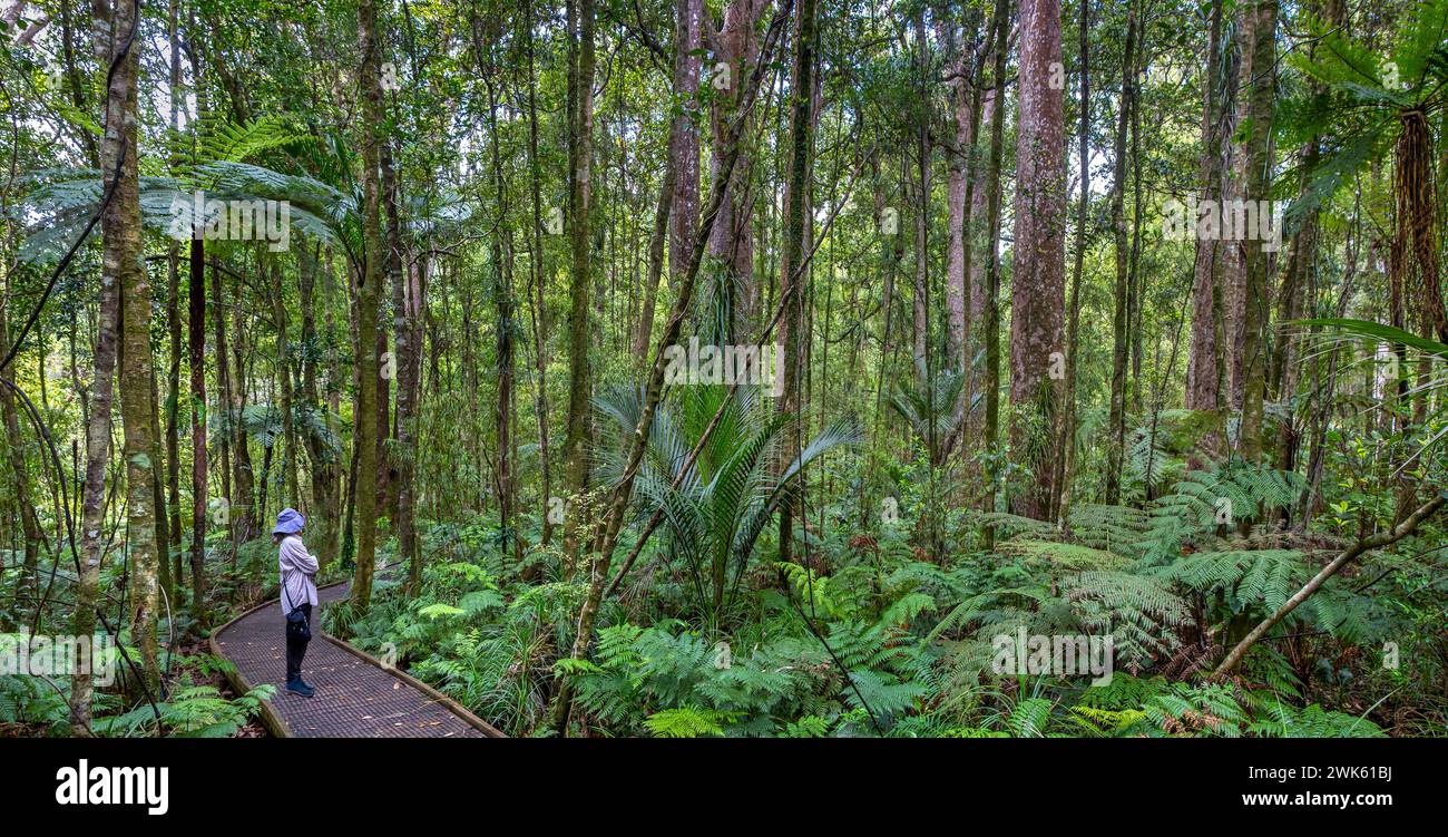 Una foresta di persone che fa il bagno nella foresta pluviale temperata di Trounson Kauri Park, te Tai Tokerau / regione Northland, te Ika-a-Maui / Isola del Nord, Aotearoa Foto Stock