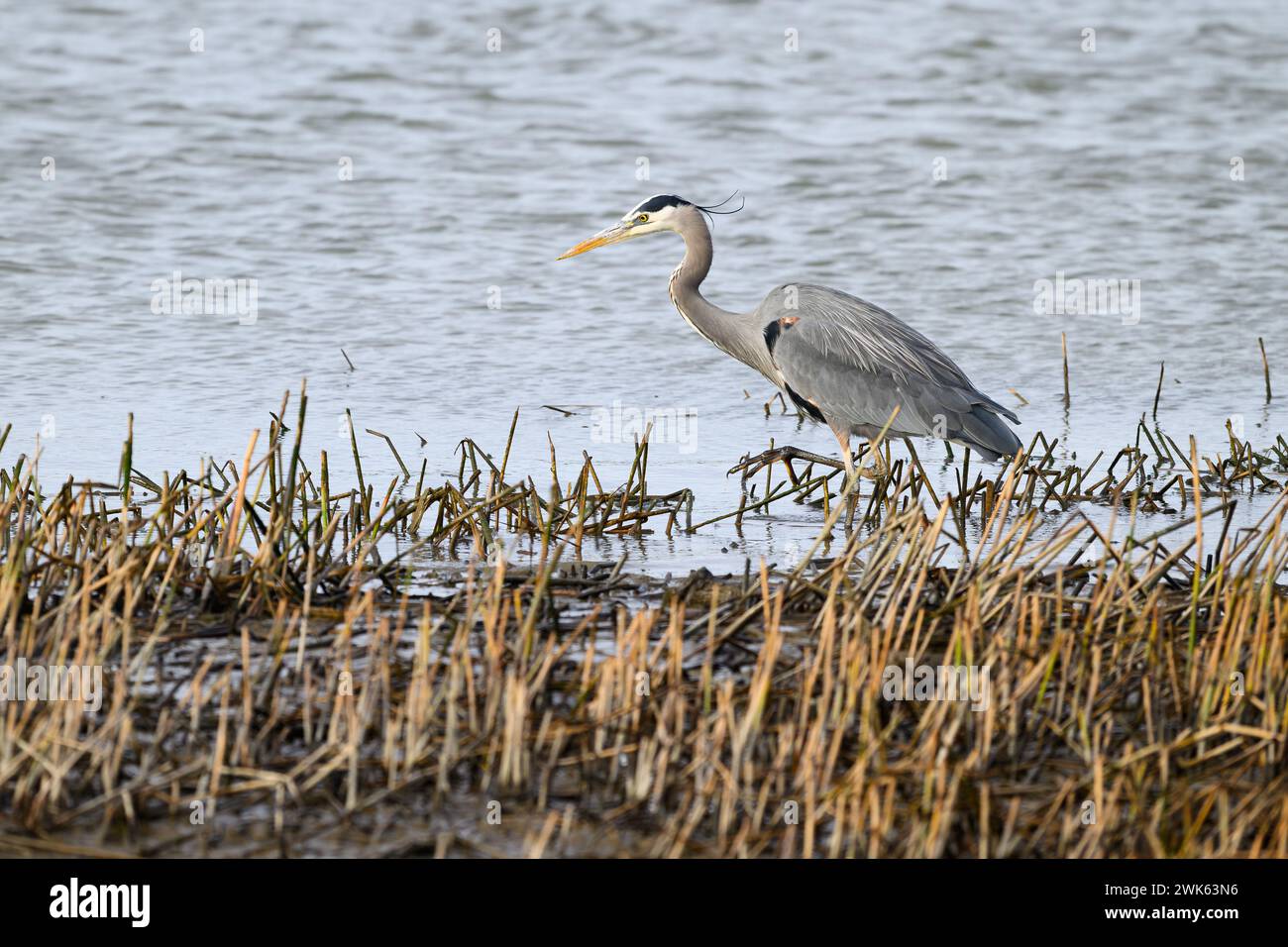 Grande airone blu Ardea herodias che cammina sul bordo della baia con piume occipitali che mostrano Foto Stock