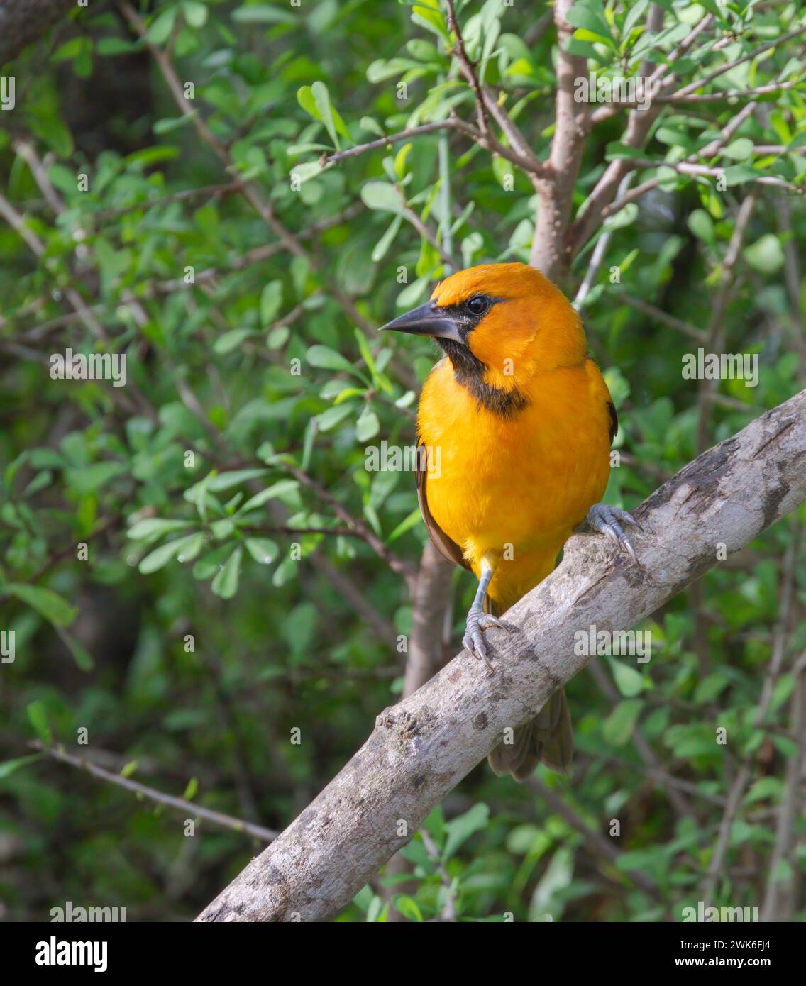 Altamira Oriole (Icterus gularis) presso il National Butterfly Center, Mission, Texas Foto Stock