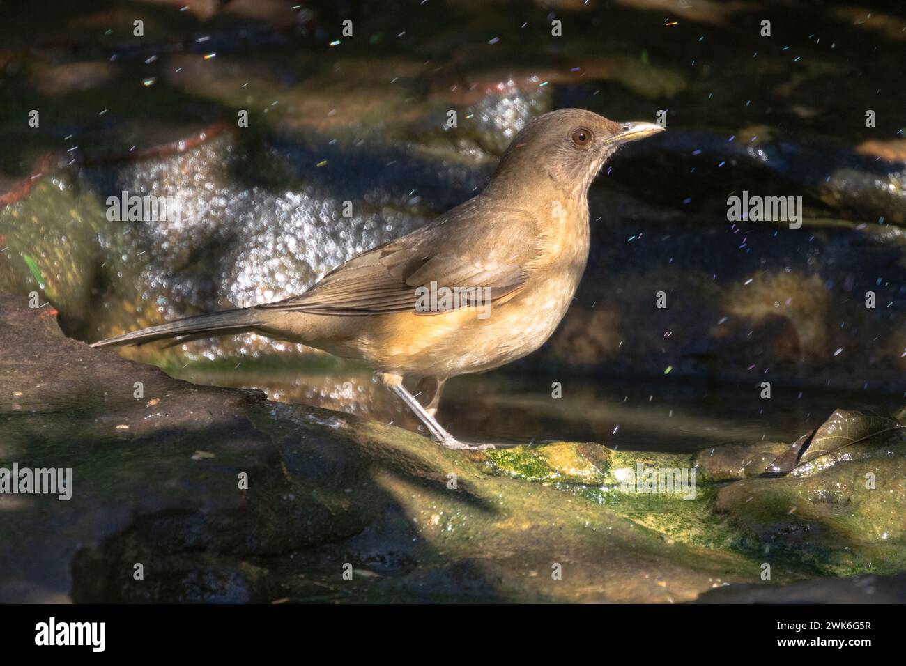 Thrush color argilla (Turdus grayi) per fare un bagno d'acqua al National Butterfly Center, Mission, Texas Foto Stock
