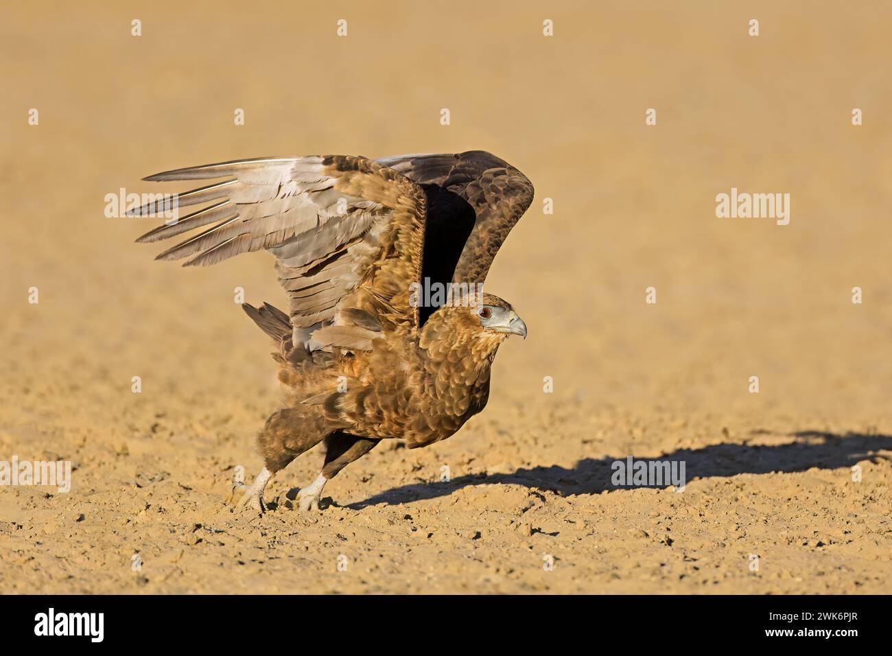 L'aquila bateleur immatura (Terathopius ecaudatus) decolla, deserto del Kalahari, Sudafrica Foto Stock