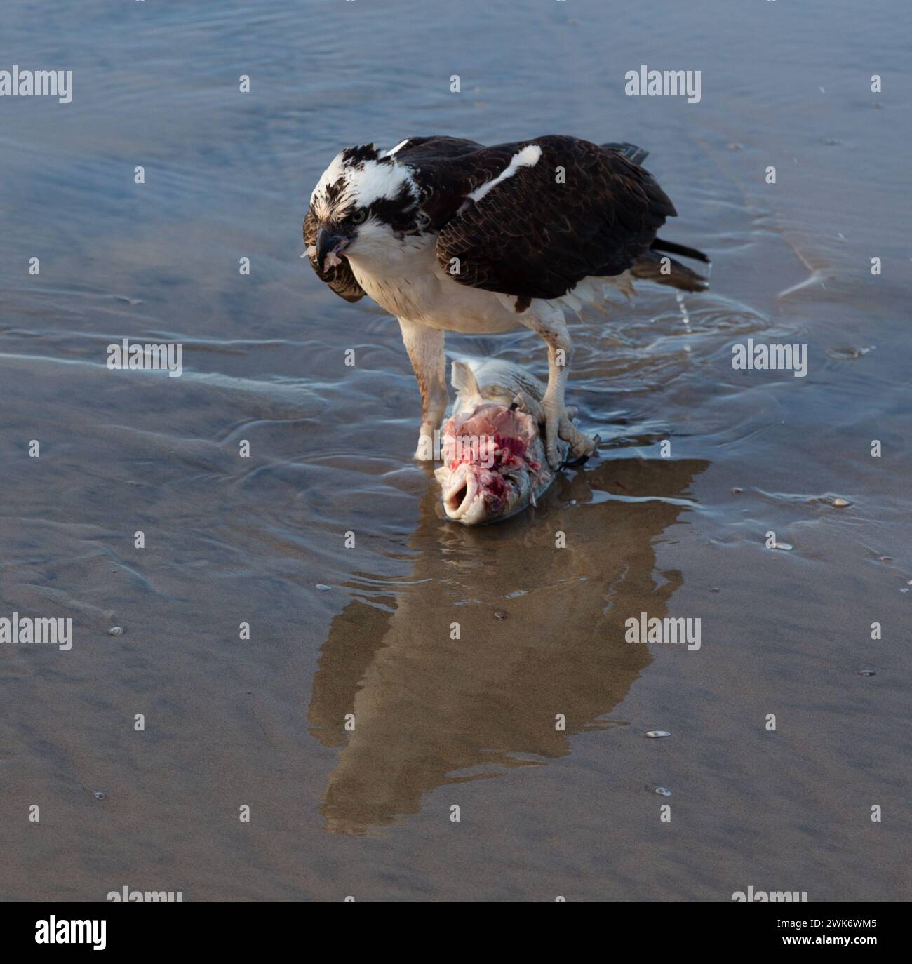 Predator Hawk Bird Nature Hunting mangiare pesce catturato su Beach Surf. La Jolla Shores costa dell'Oceano Pacifico Low Tide vicino a San Diego, California, Stati Uniti Foto Stock
