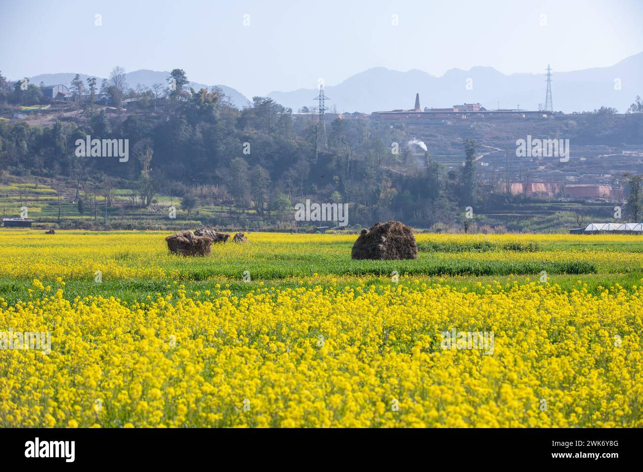 La senape fiorisce in modo incredibilmente bello. Foto Stock