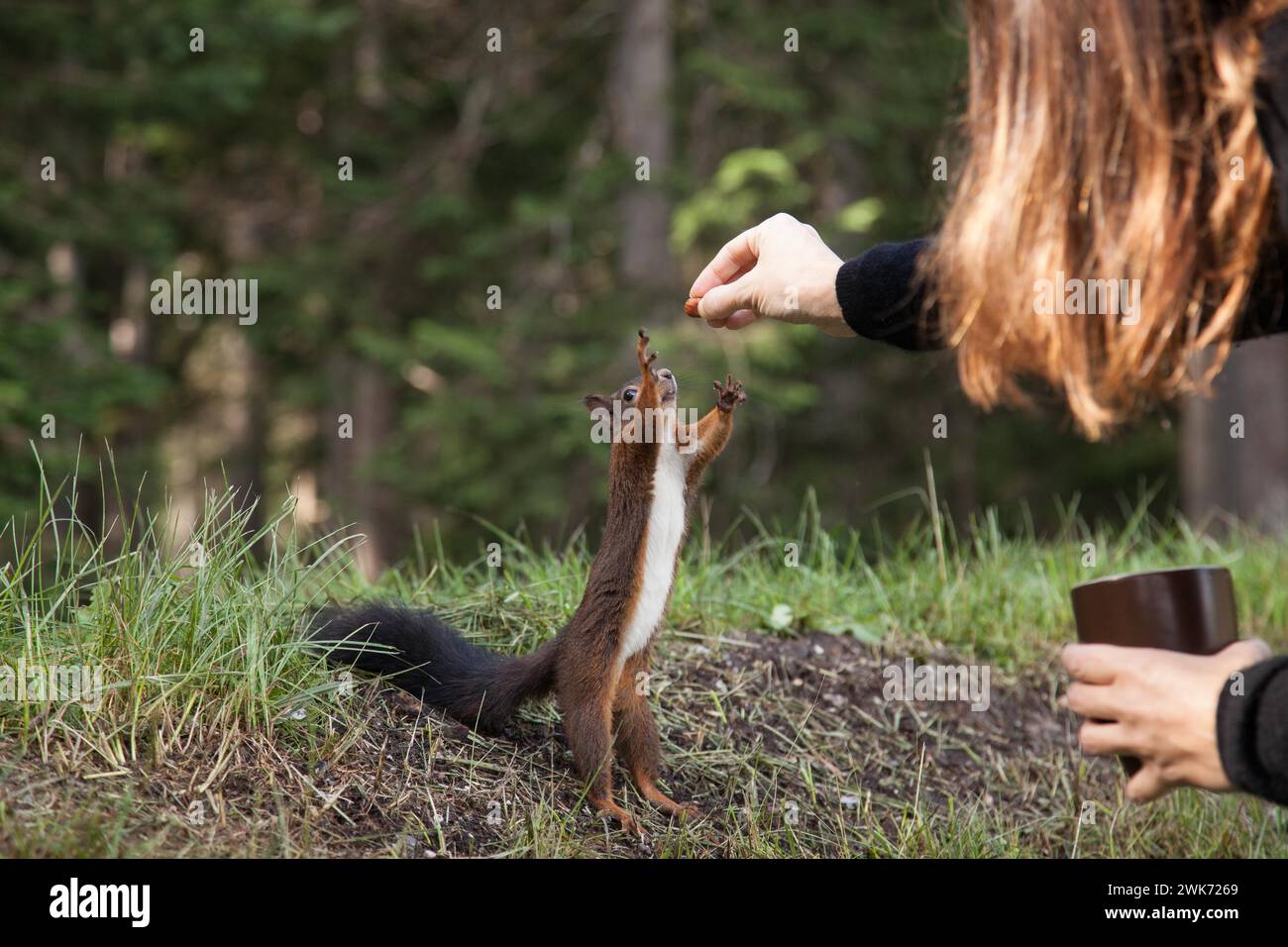 Lo scoiattolo si allunga e raggiunge un nocciolo, l'uomo nutre l'animale Foto Stock