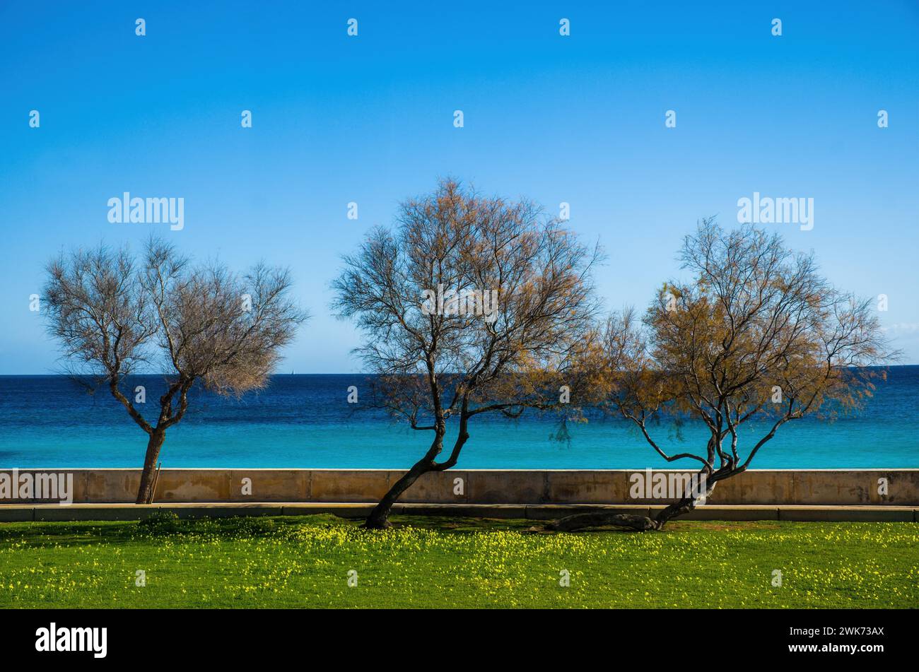 Tre alberi sul lungomare, Cala Millor, Maiorca, Spagna Foto Stock
