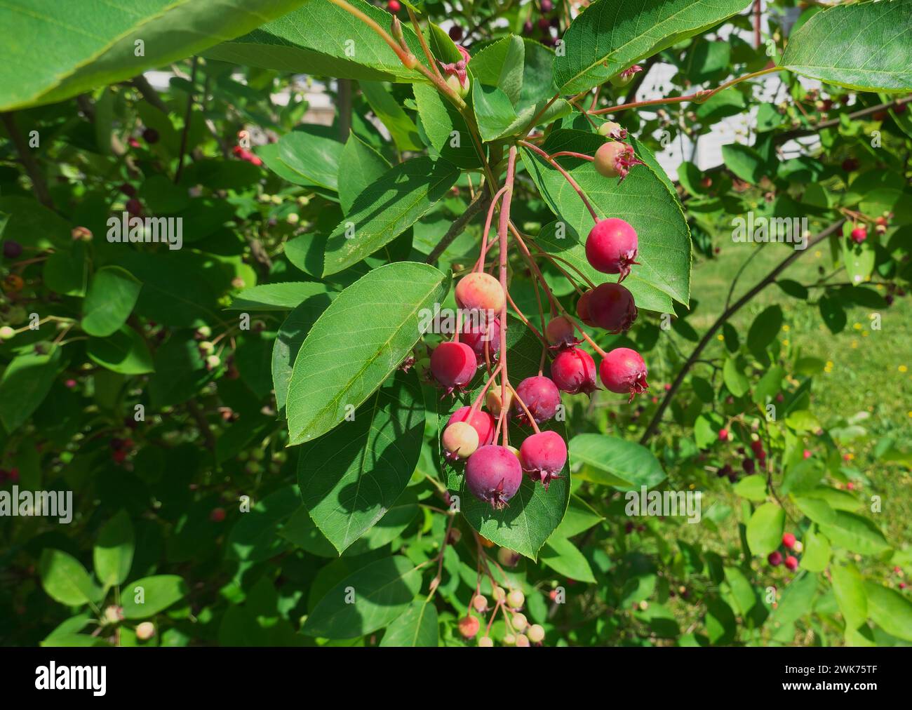 Serviceberries (Amelanchier) - conosciuto anche come Shadbush, Shadwood, Shadblow, Sarvisberry, Sarvis, Pera selvatica, Juneberry, Saskatoon, Sugerplum, Wild-prugna. Foto Stock