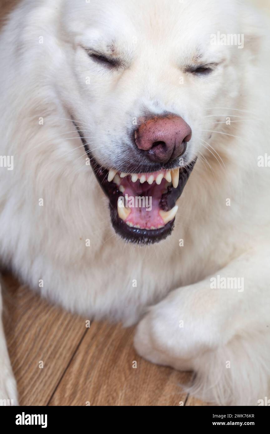 Cane da pastore svizzero bianco che tira una faccia mentre starnutisce Foto Stock