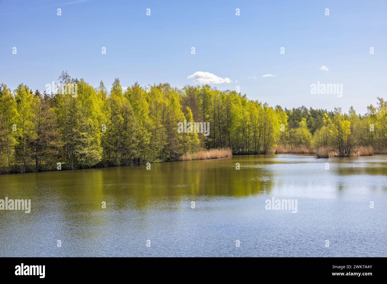 Vista panoramica su un lago con alberi verdi in erba Foto Stock