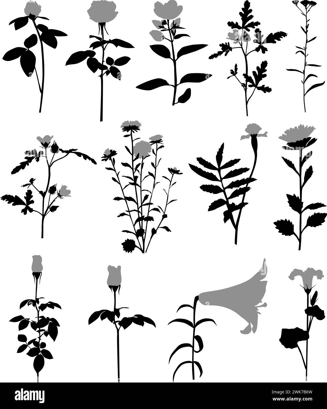 Raccolta di sagome di diverse specie di fiori: rosa, giglio, tagete, calendule, trifoglio, trefoil, philadelphia, arancio finto Illustrazione Vettoriale