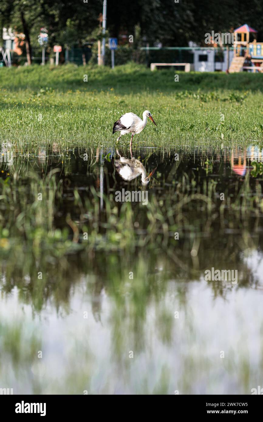 Una cicogna bianca europea in piedi su un campo con erba verde Foto Stock