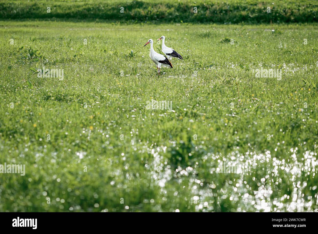 Una cicogna bianca europea in piedi su un campo con erba verde Foto Stock
