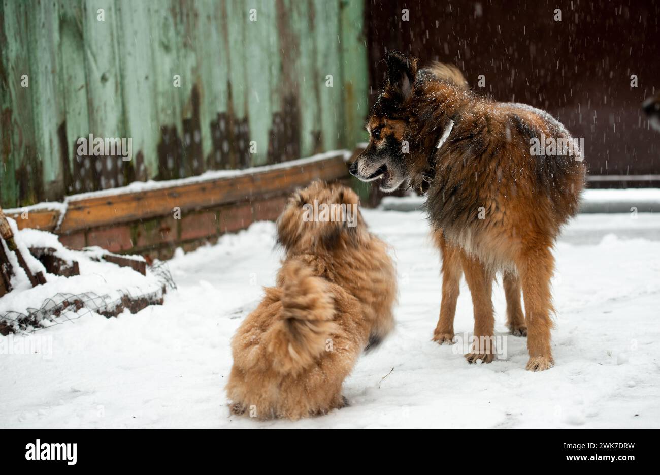 Un cane pekignese e un cane marrone soffice che gioca nella nevicata Foto Stock