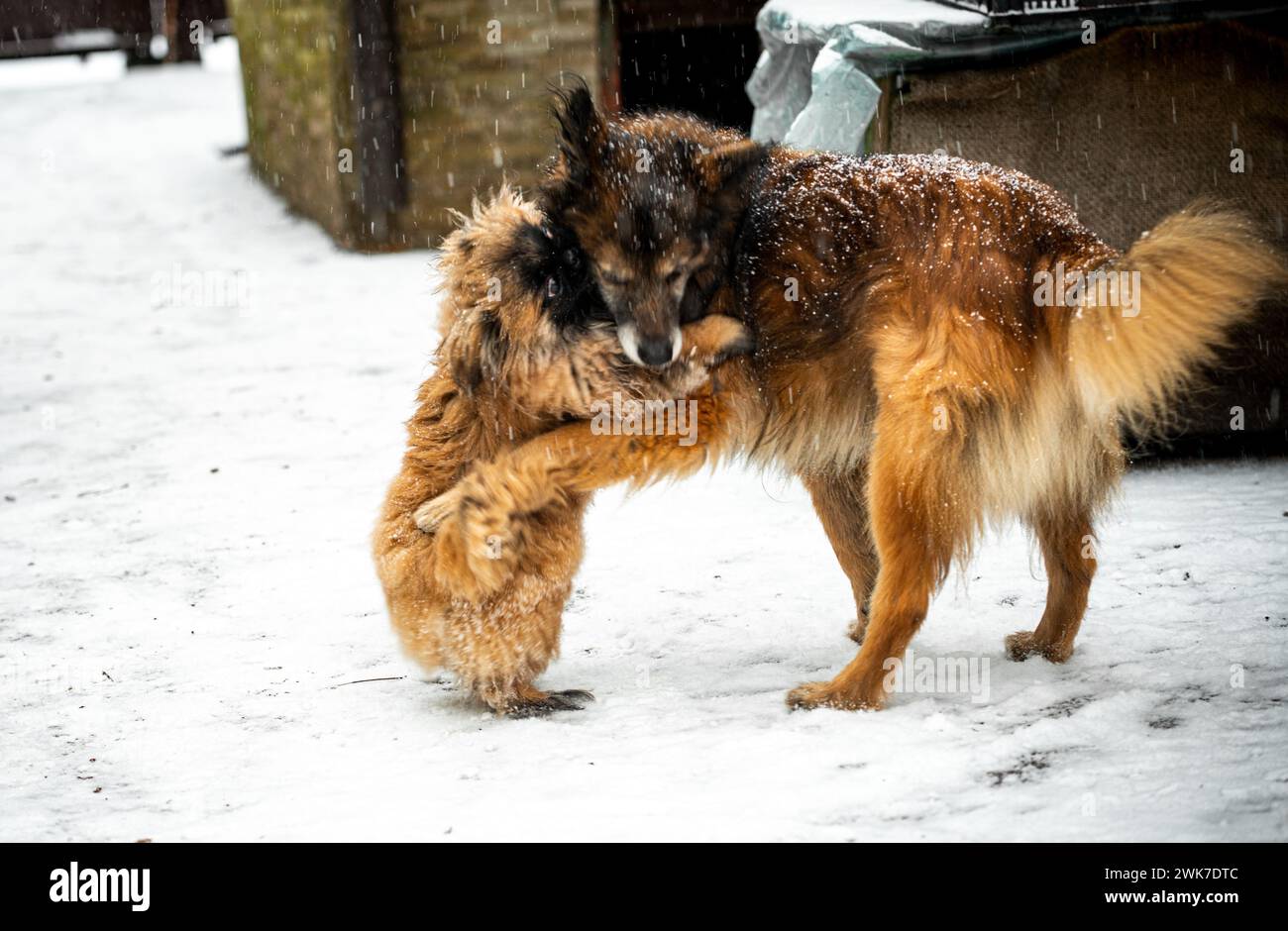 Un cane pekignese e un cane marrone soffice che gioca nella nevicata Foto Stock