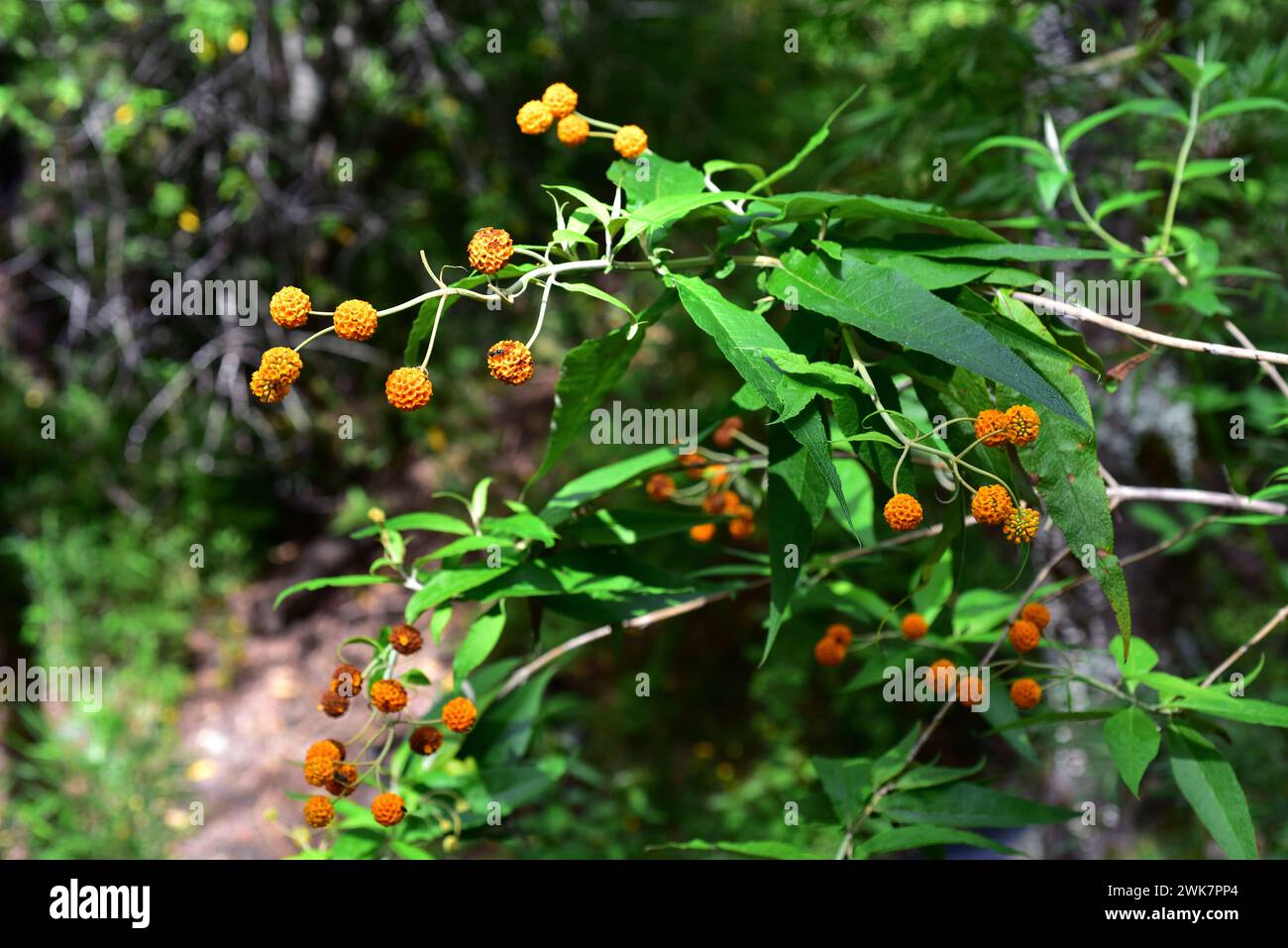 Arancio-palla-albero, matico o paguhin (Buddleja globosa) è un arbusto medicinale originario di Argentina, Bolivia, Cile e Perù. Infiorescenze e andarsene Foto Stock
