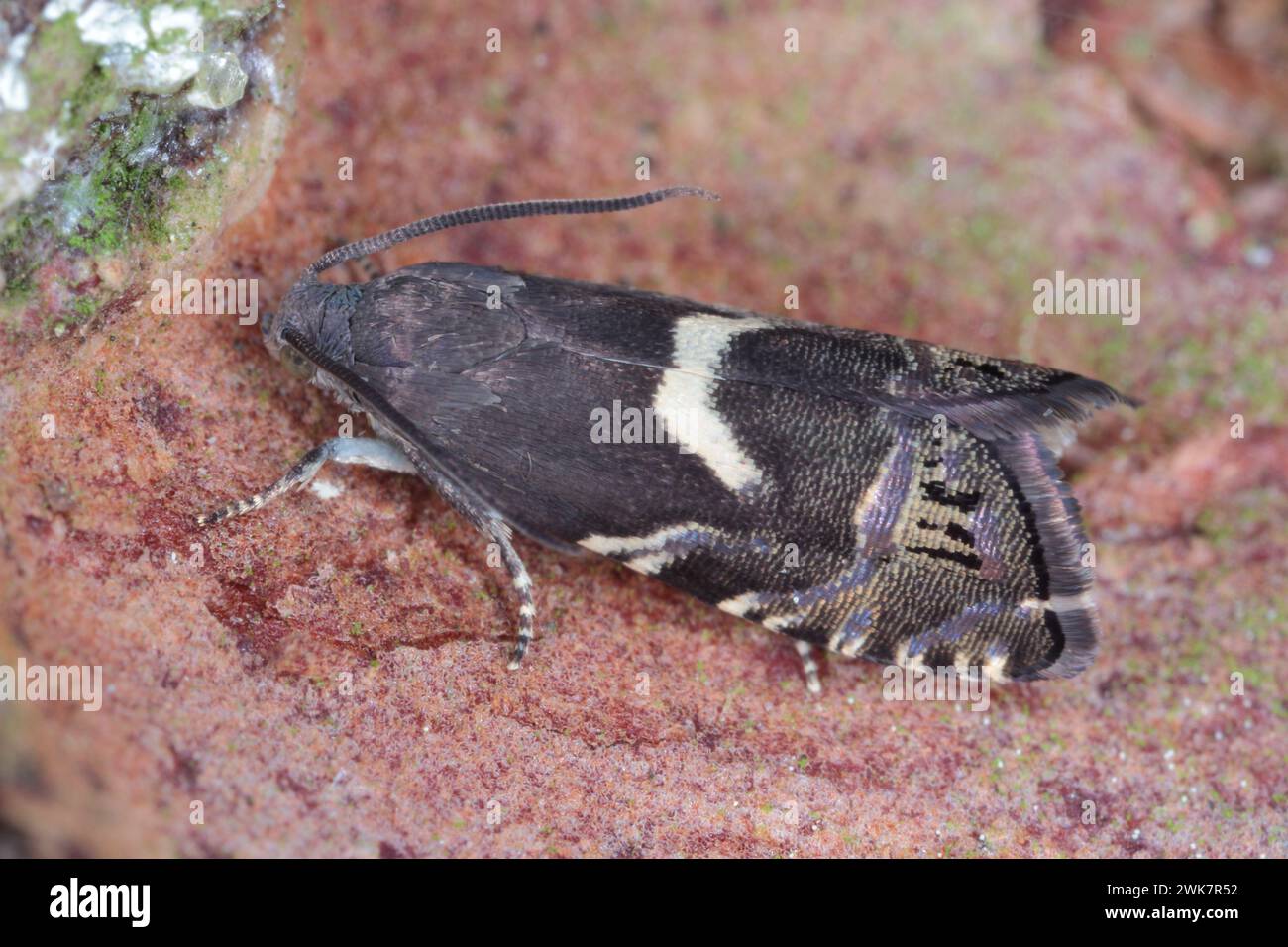 Cydia duplicana. Una bella falena della famiglia dei Tortricidae, conosciuta come falene tortrix o falene leafroller. I suoi pilastri caterpillari si nutrono di conifere Foto Stock