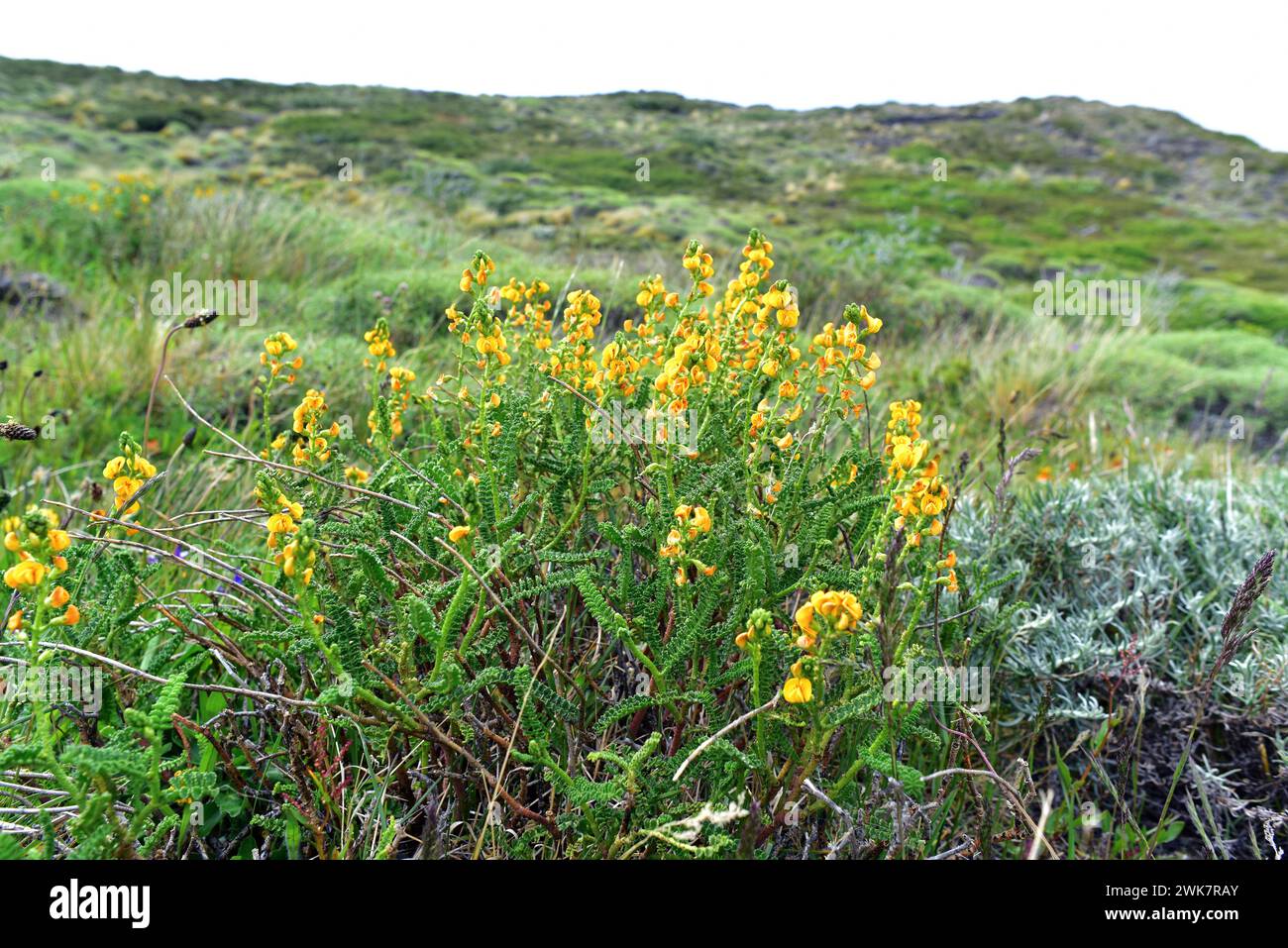 Paramela (Adesmia boronioides) è un arbusto aromatico e medicinale originario dell'Argentina meridionale e del Cile. Questa foto è stata scattata a Torres del Paine Nat Foto Stock