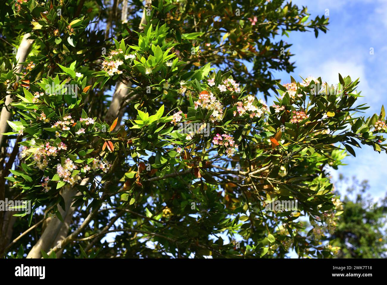 Arrayan chileno (Luma apiculata) è un albero sempreverde originario delle foreste temperate dell'Argentina e del Cile. Dettagli di fiori e foglie. Questa foto era da te Foto Stock