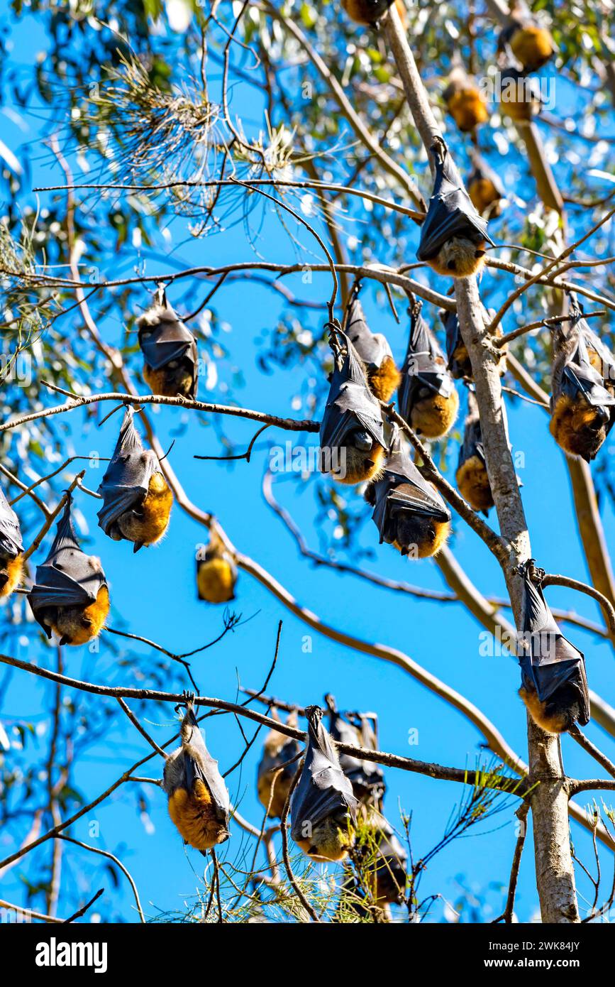 Volpi volanti dalla testa grigia, (Pteropus poliocephalus) in palla (dormiente) nel sobborgo di Sydney di Gladesville, nuovo Galles del Sud, Australia Foto Stock