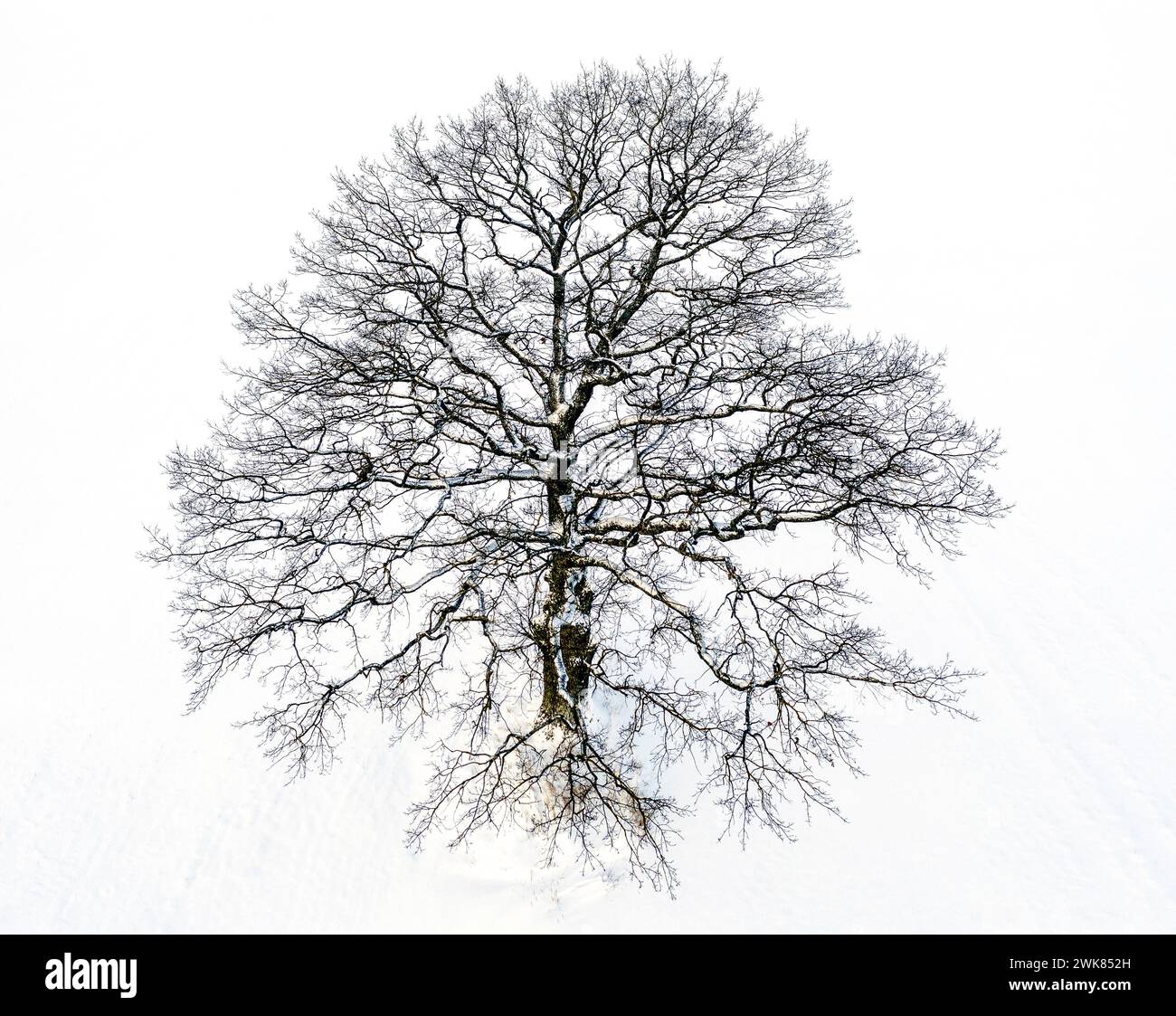 Un grande albero fotografato in una fredda giornata invernale Foto Stock