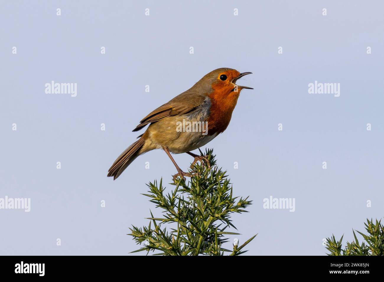 Robin redbreast, erithacus rubecula, canta dalla cima di un cespuglio di Gorse durante la primavera, Sussex, Regno Unito Foto Stock