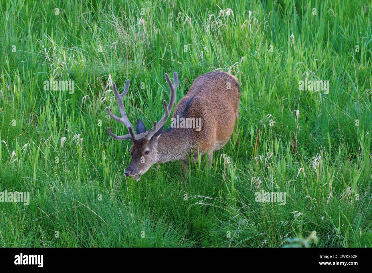 Un cervo rosso scozzese si nutre di erba Foto Stock