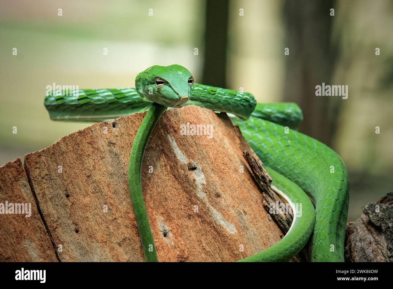 Serpente di vite verde (Ahaetulla nasuta) nella foresta pluviale Foto Stock