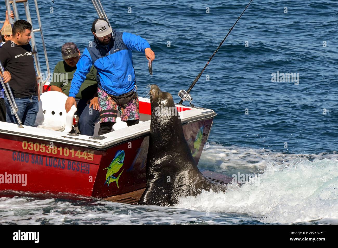Cabo San Lucas, Messico - 14 gennaio 2024: Grande foca sul retro di un peschereccio in mare. Una persona gli sta dando da mangiare un pesce. Foto Stock