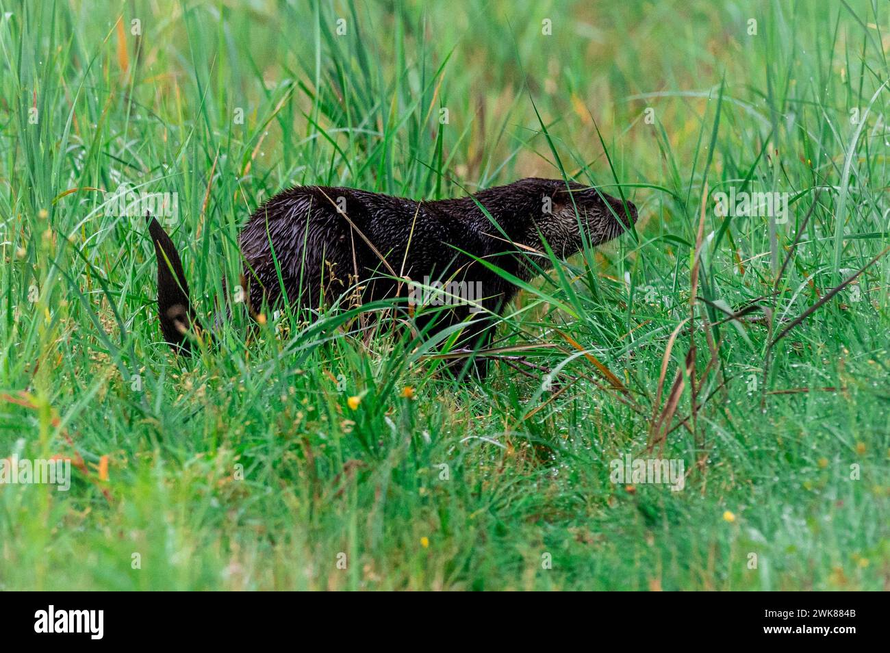 Una grande lontra che cammina sull'erba Foto Stock