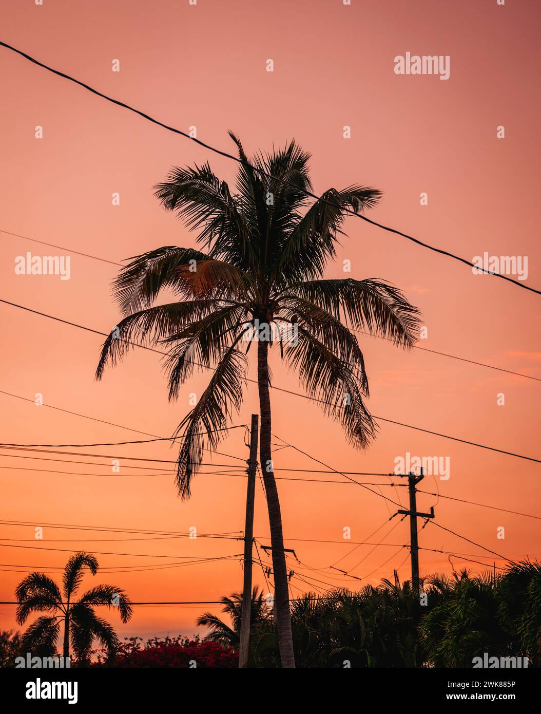 palme al tramonto miami Florida Foto Stock