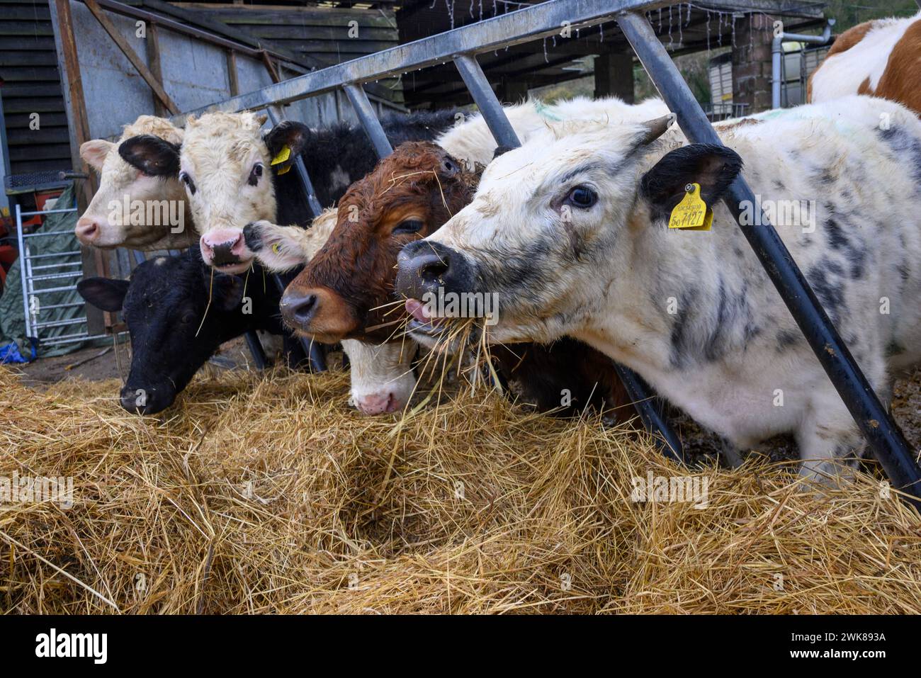 Vitelli di vacca che mangiano fieno attraverso le sbarre di una griglia di alimentazione in una fattoria in inverno Foto Stock