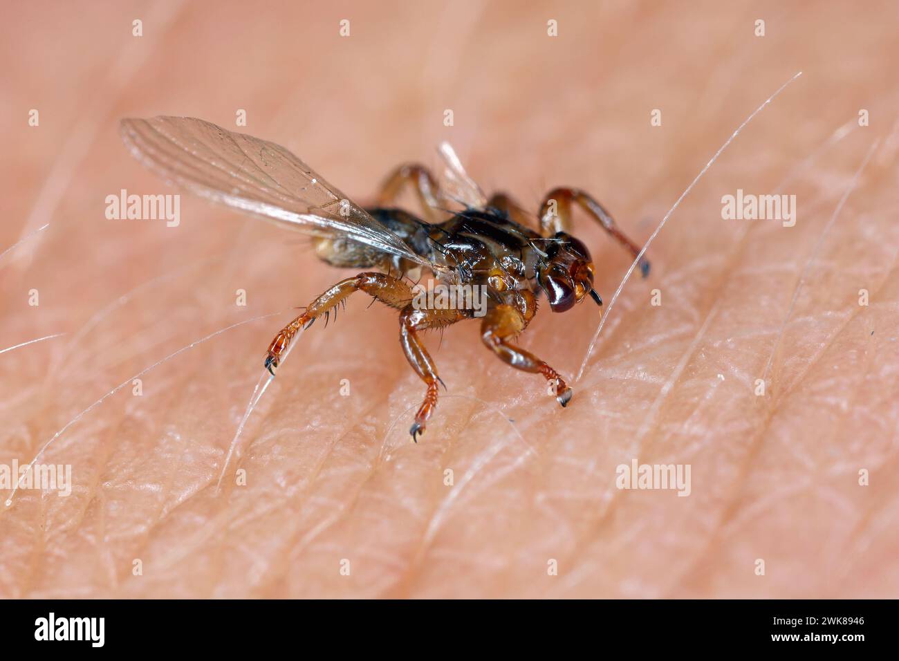 Un macro primo piano di mosca parassita dei cervi, Lipoptena cervi, su un taglio peloso. A volte viene chiamata la zecca volante. Foto Stock
