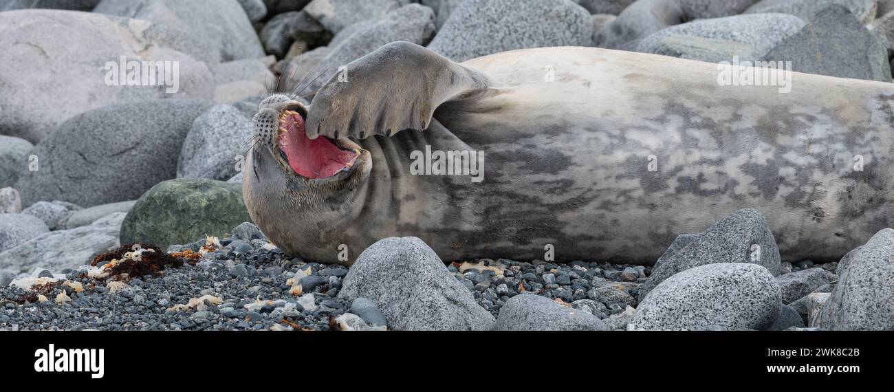 Sbadiglio Weddell Seal con un gesto di flipper a bocca aperta sulla costa della penisola Antartica. Foto Stock