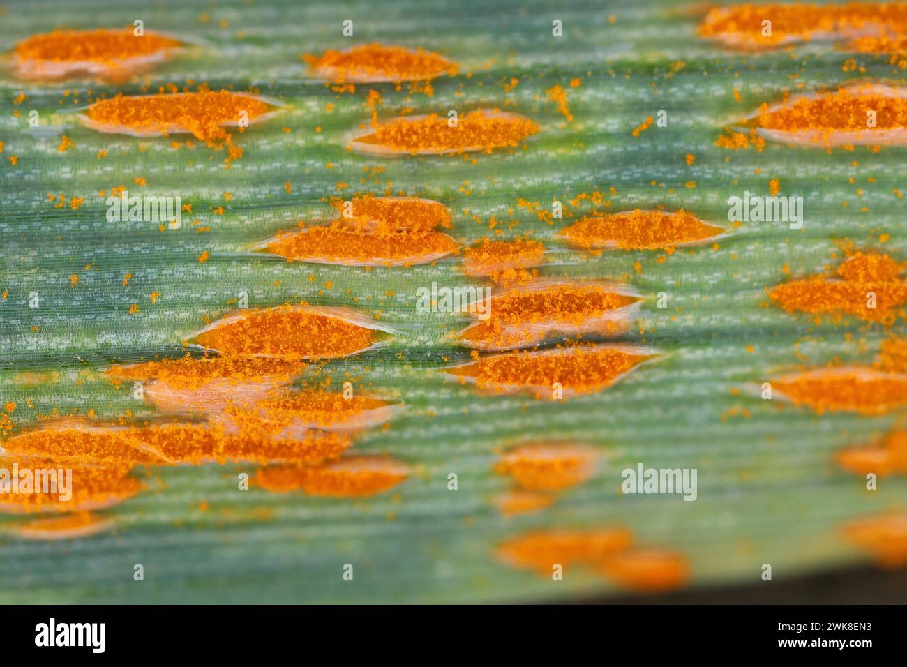 Foglia di frumento o ruggine marrone Puccinia trticina (recondita) eruttando pustole sporulanti su un cereale. Foto Stock