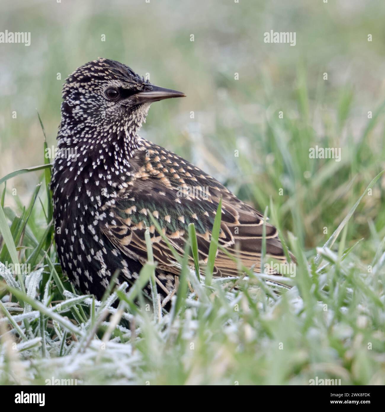 Starling comune ( Sturnus vulgaris ) in inverno, seduto in erba a terra, girando, guardando, fauna selvatica, Europa. Foto Stock