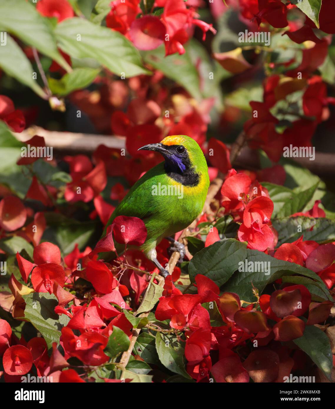 I Leafbird fronted dorati (Chloropsis aurifrons) sono comuni allevatori residenti in India, Sri Lanka e parti del sud-est asiatico. Foto Stock