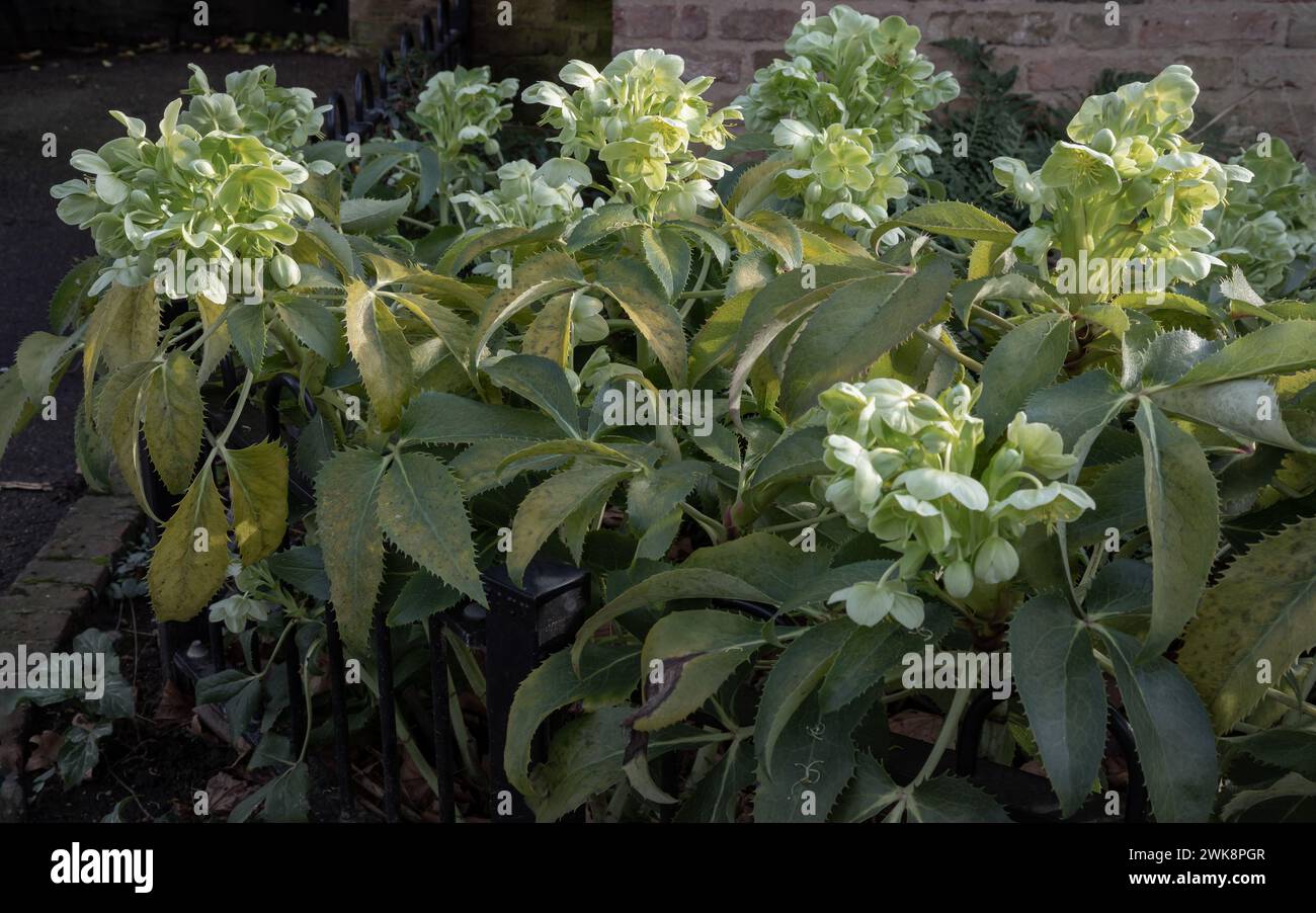 Attraenti fiori verdi di Hellebore corso o argutifolius "Pizzo d'Argento" che fioriscono con uno sfondo di foglie nel tardo inverno e all'inizio della primavera, SP Foto Stock