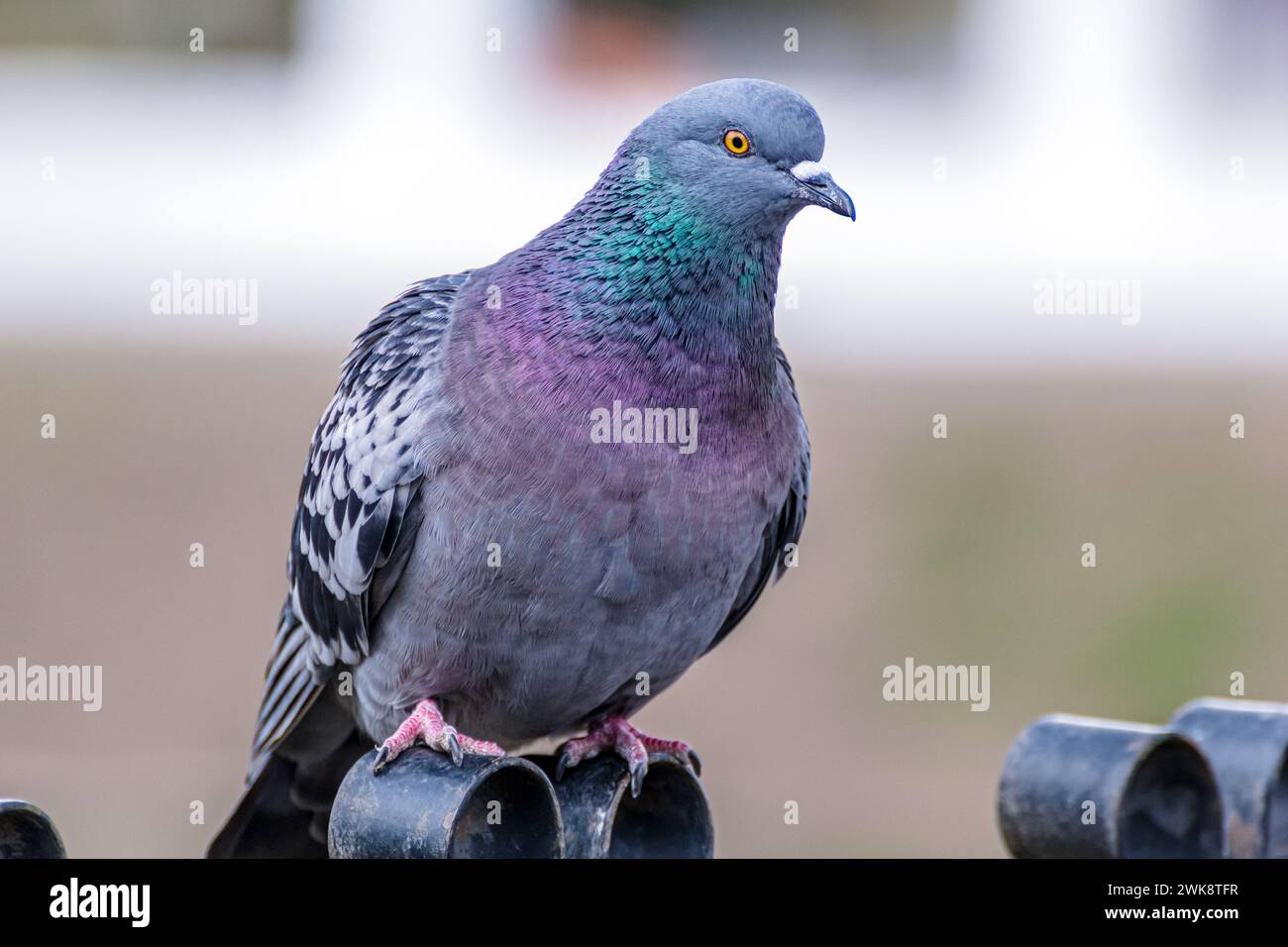 Un singolo piccione su una recinzione nel parco in primo piano Foto Stock