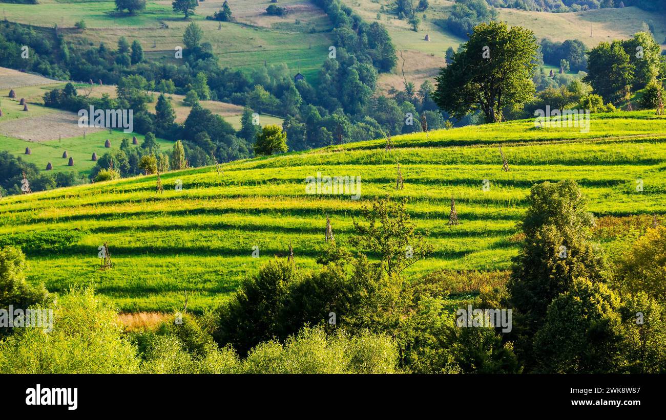 alberi sulla collina erbosa alla luce della sera. paesaggio rurale montagnoso dell'ucraina in estate. Foto Stock