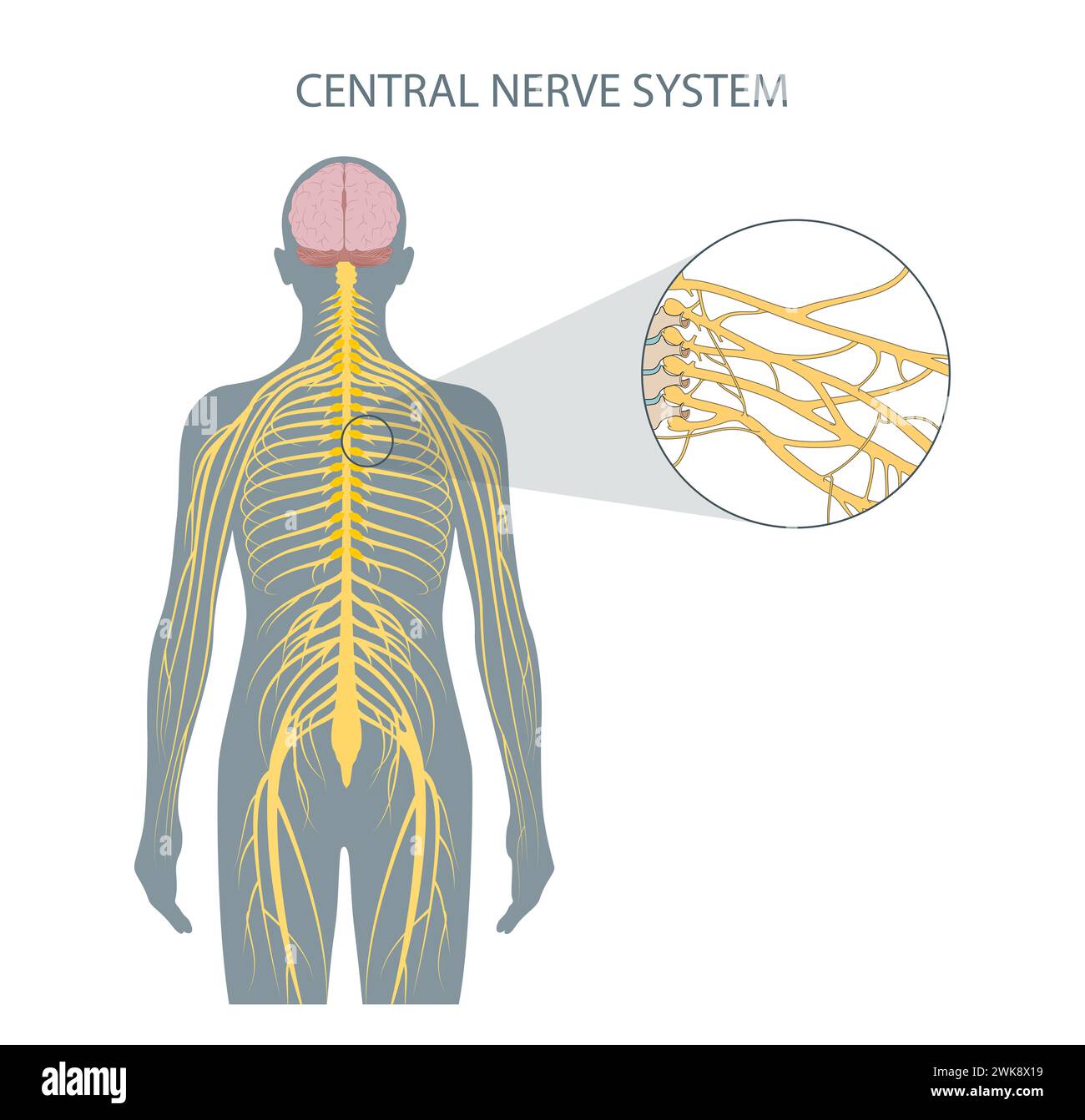 Struttura del sistema nervoso centrale Foto Stock