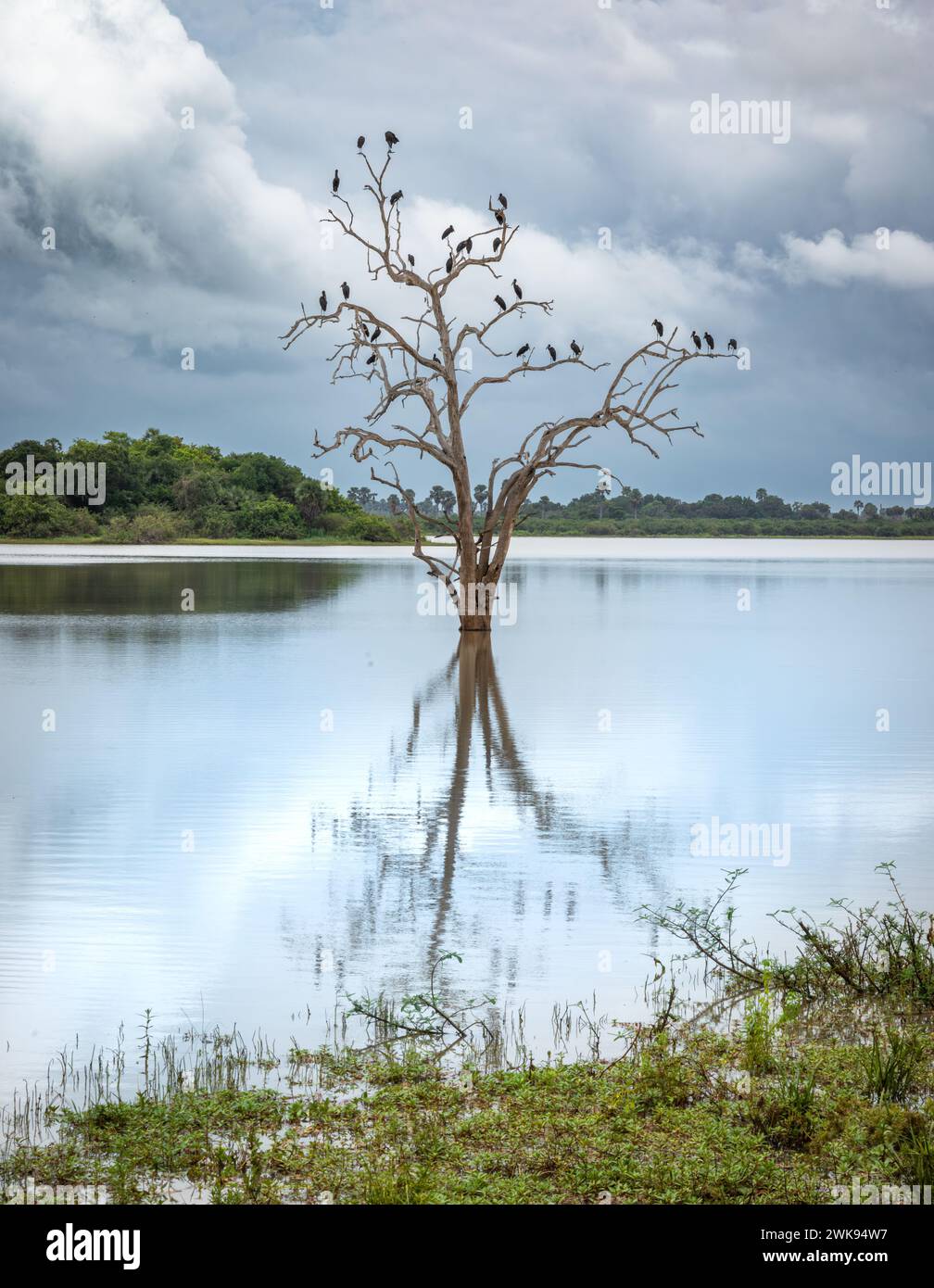 Le cicogne africane (anastomus lamelligerus) attendono su un albero morto sopra un lago allagato mentre cacciano nel Parco Nazionale Nyerere (Selous Game Reserve) i Foto Stock