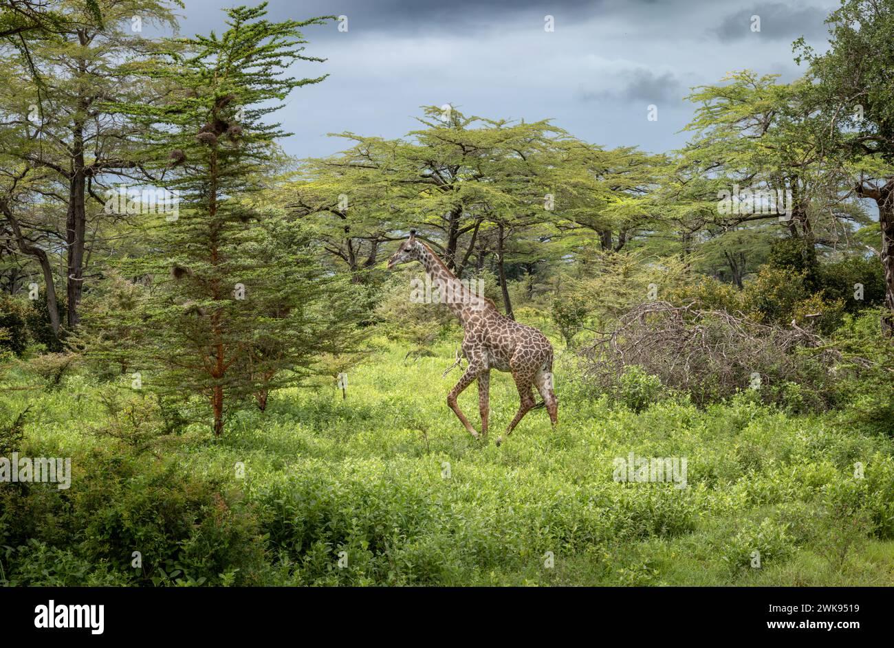 Una giraffa Masai femmina nel Parco Nazionale di Nyerere (Selous Game Reserve) nel sud della Tanzania. La giraffa Masai è elencata come minacciata dalla IUCN. Foto Stock