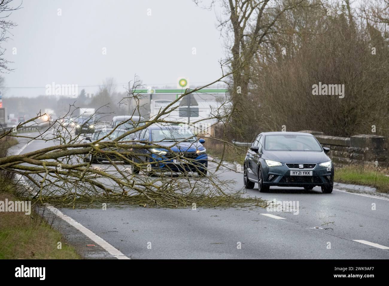 Un albero caduto a causa dei forti venti della tempesta Eunice blocca una carrigeway della A419 vicino a Swindon. Foto Stock