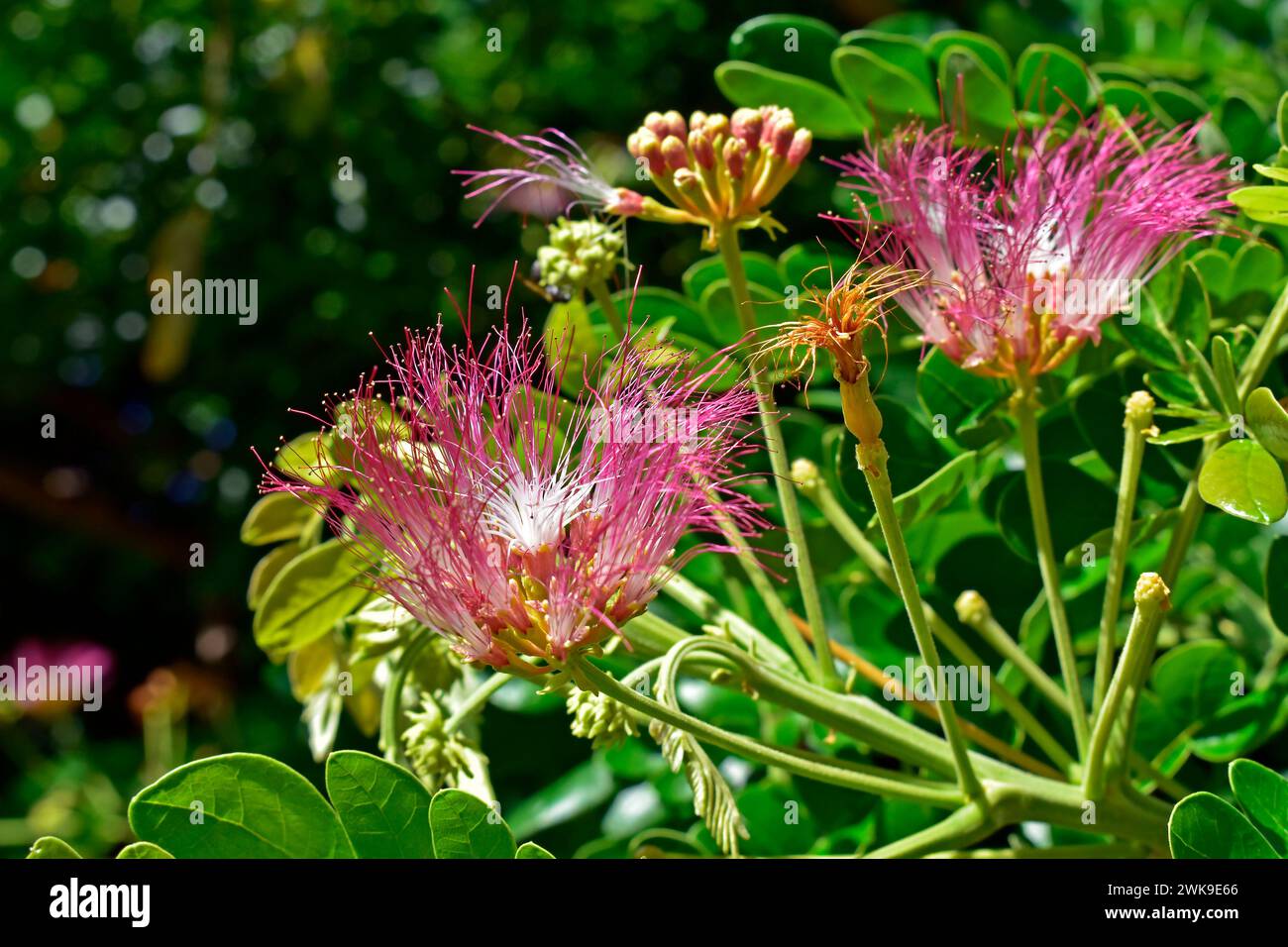 Fiori di seta persiana o di seta rosa (Albizia julibrissin) Foto Stock