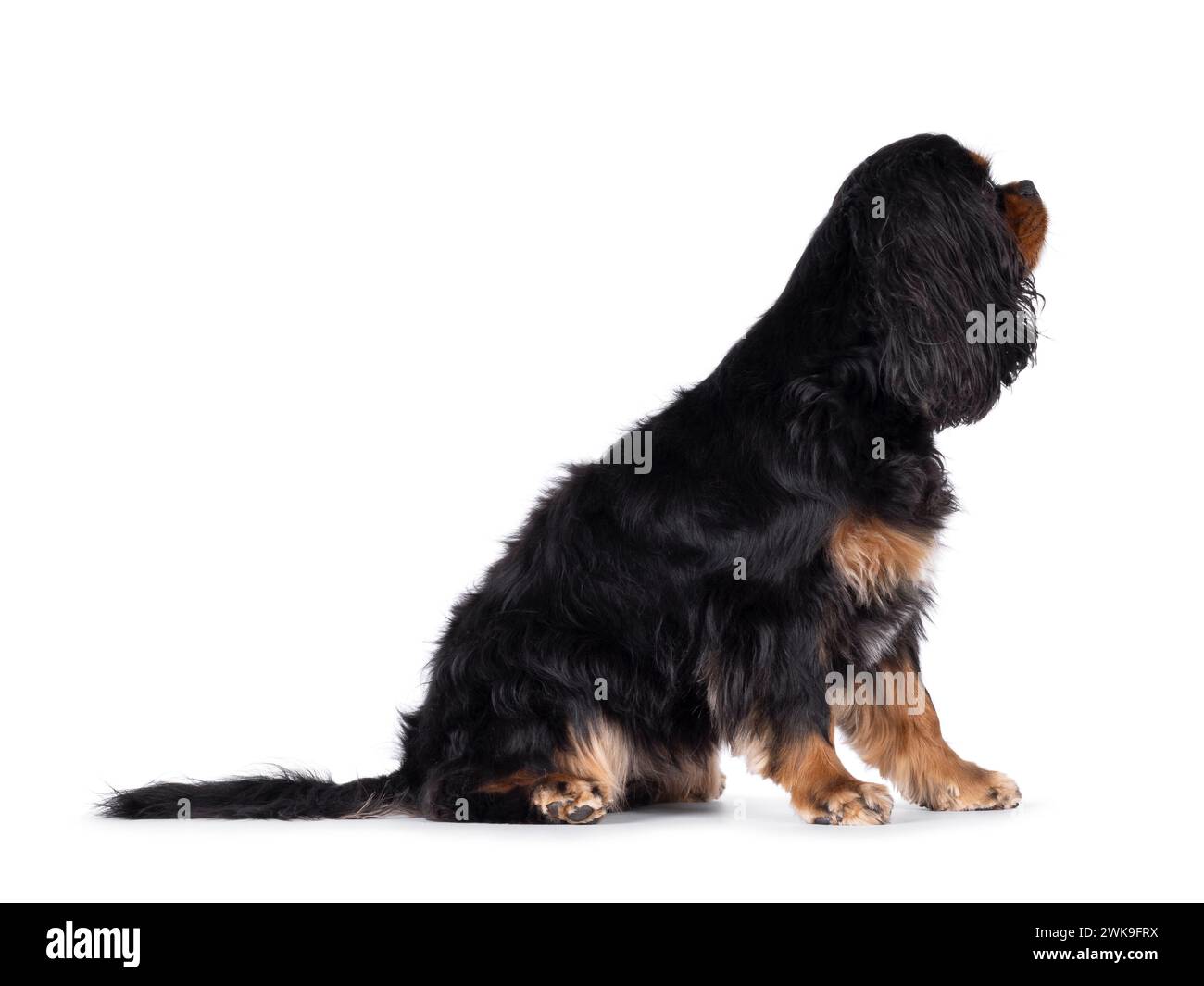 Il grazioso Cavalier King Charles Spaniel Dog, seduto di lato. Guardare lateralmente lontano dalla fotocamera. Isolato su sfondo bianco. Foto Stock